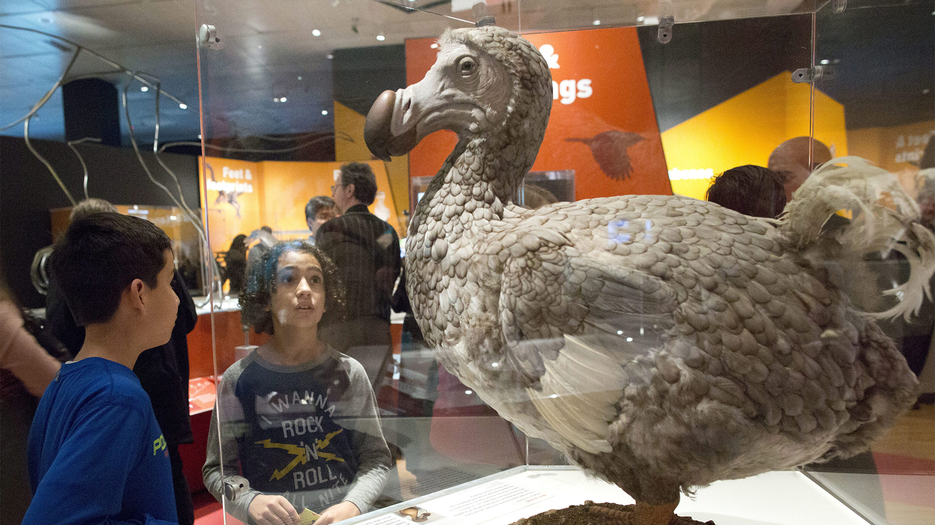 dodo-310123.jpg (1.60 MB)